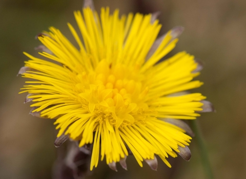 Colt's-foot