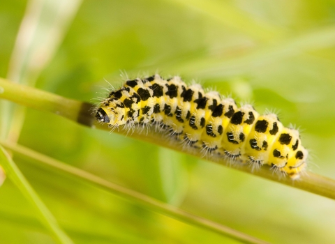 Six-spot Burnet moth caterpillar