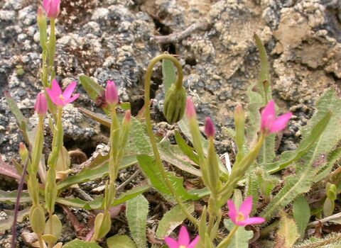 Lesser centaury | The Wildlife Trusts