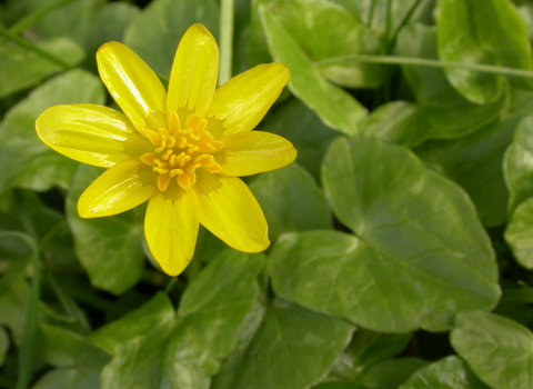 Lesser Celandine