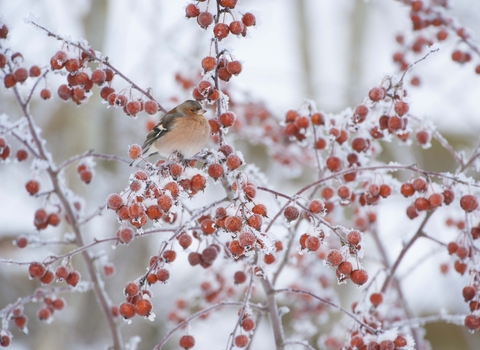 Chaffinch in Crab Apple tree