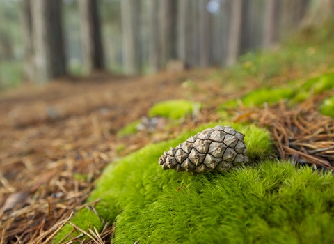 Scots Pine cone