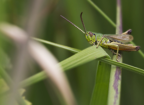 Meadow Grasshopper