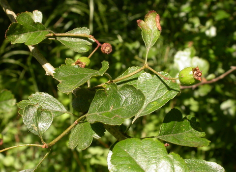 Midland Hawthorn