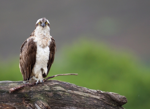 Birds of prey  Cumbria Wildlife Trust