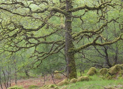 Sessile Oak