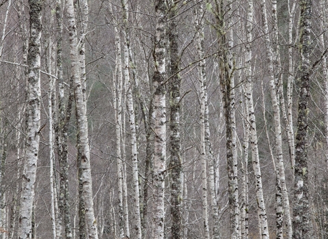 Silver Birch