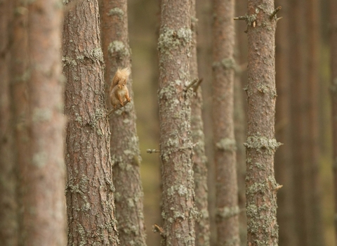 Red Squirrel on Scots Pine