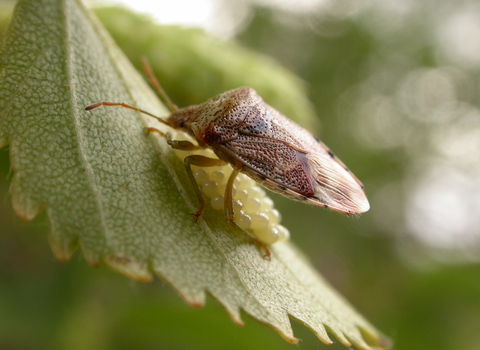 Parent Bug