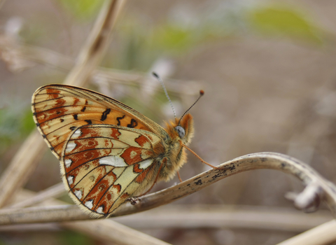 Pearl-bordered Fritillary underwing