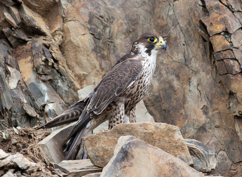 Peregrine - Mike Snelle