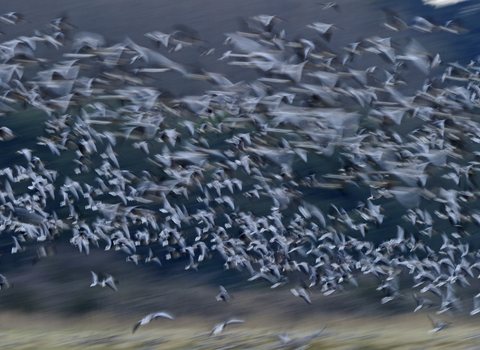 Pink-footed Geese - David Tipling - 2020VISION