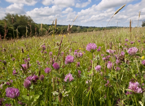 Red Clover
