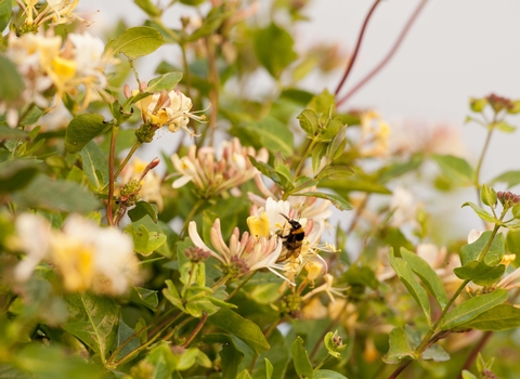 Honeysuckle