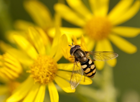 Migrant Hoverfly
