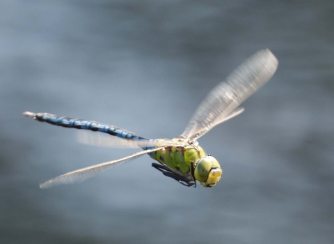 Emperor Dragonfly