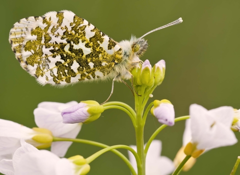 Orange-tip Butterfly