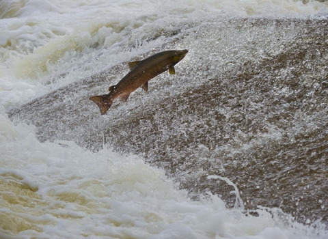 Atlantic Salmon