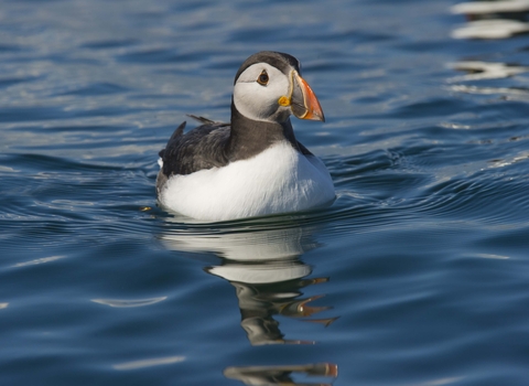 Puffin on water