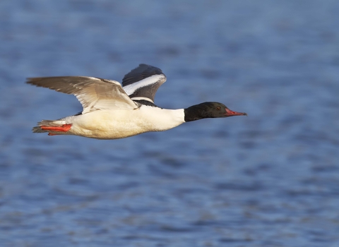 Goosander in flight
