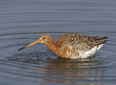 Black-tailed Godwit in summer plumage