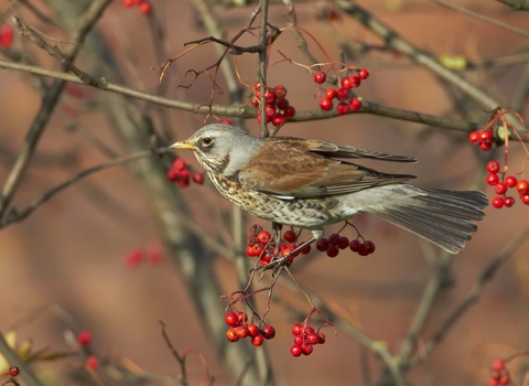 Fieldfare with Rowan berries