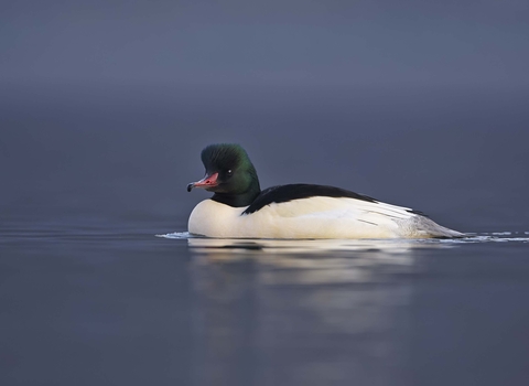 Goosander male