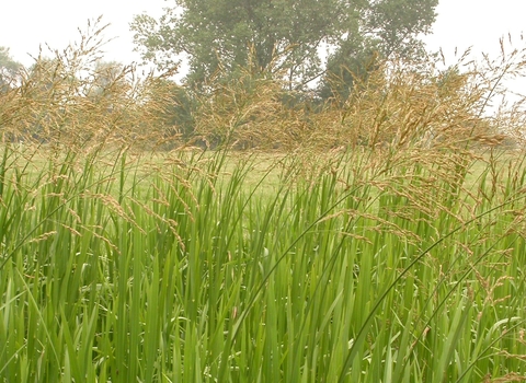 Reed Sweet-grass