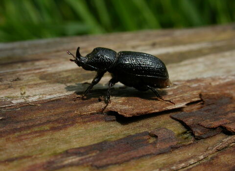 Insect quiz | The Wildlife Trusts