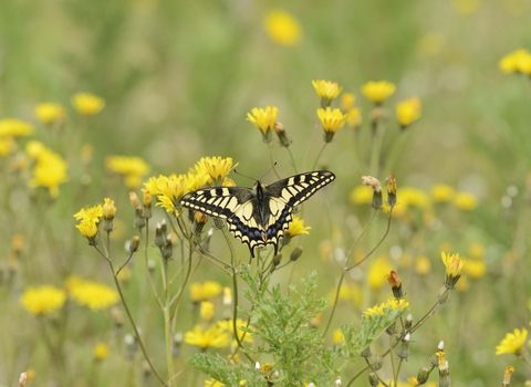 Swallowtail Butterfly