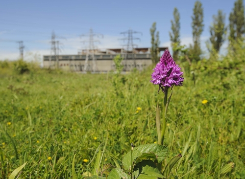 Pyramidal Orchid