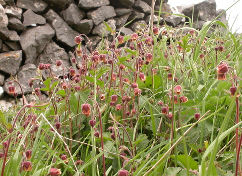 Water Avens