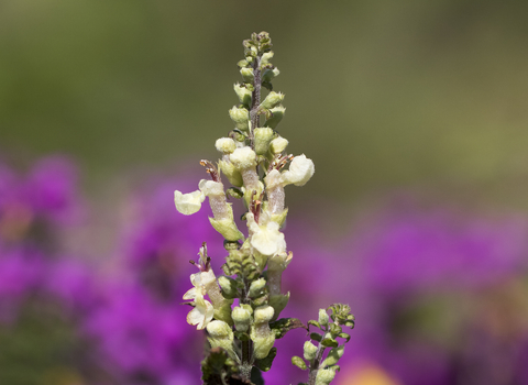 Wood Sage