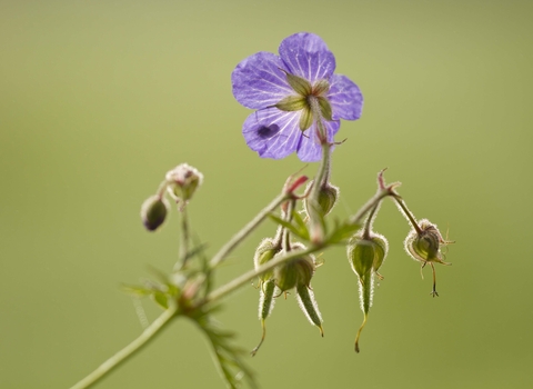 Meadow Crane's-bill