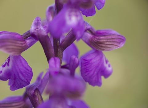 Green-winged Orchid