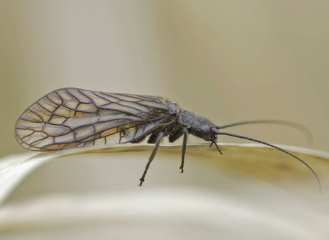 Alder Fly