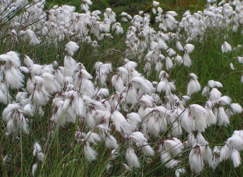 Common Cotton-grass
