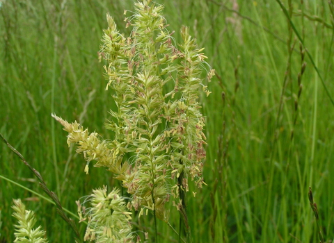 Crested Dog's-tail