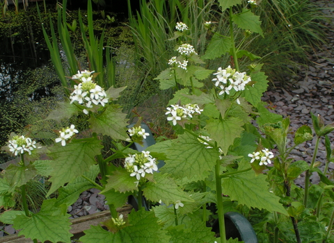 Garlic Mustard