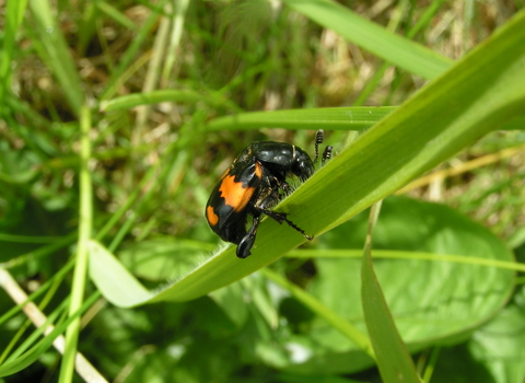 Common Sexton Beetle