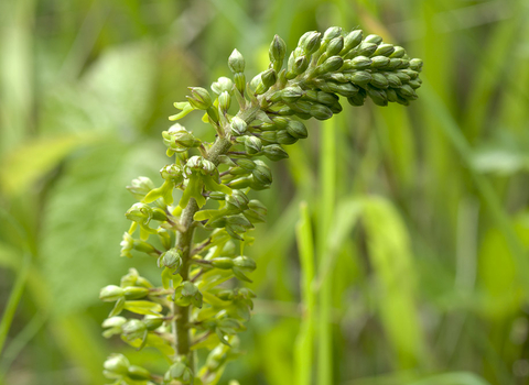 Common Twayblade