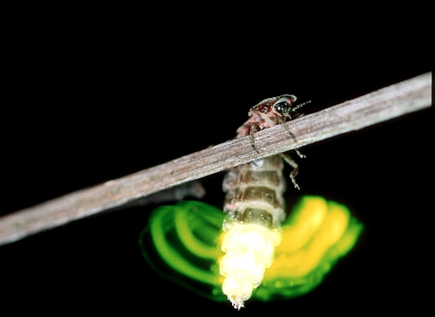 Glow-worm