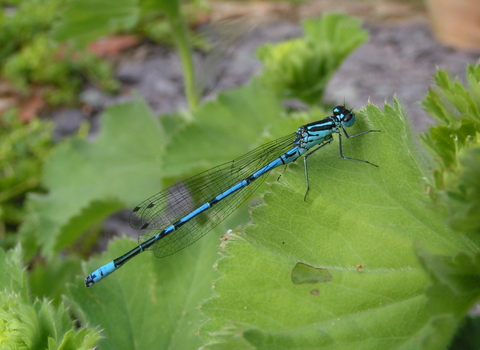 Azure Damselfly