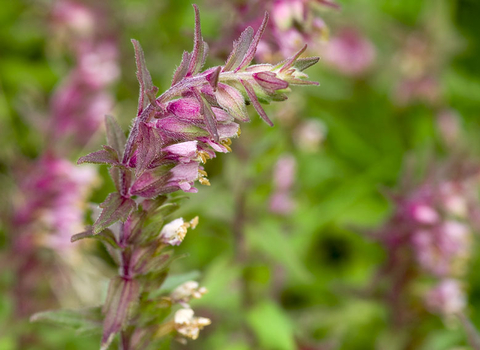 Red Bartsia
