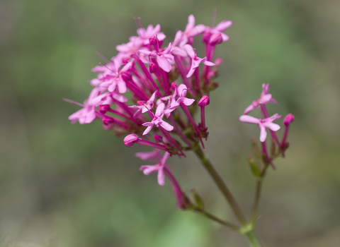 Red Valerian