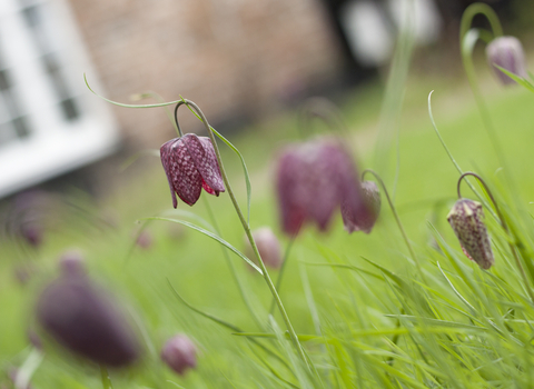 snake’s-head fritillaries