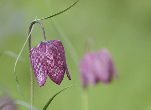 Snake's Head Fritillary