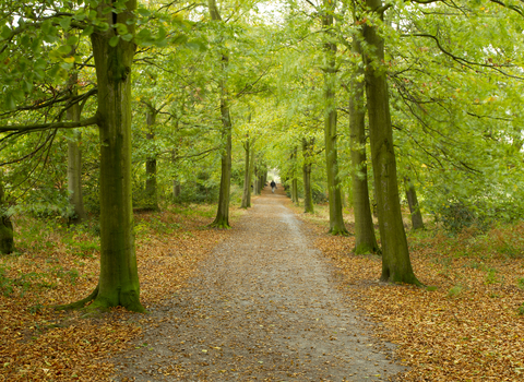 Woodland path