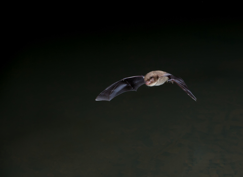 bat 2