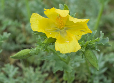 Yellow-horned Poppy